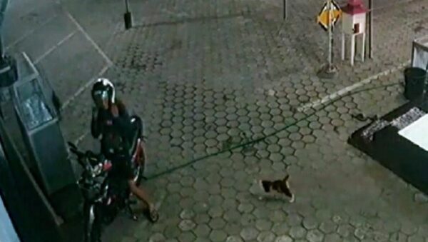 Viral Pemuda di Bondowoso Ini Tiap Malam Beri Makan Kucing Liar