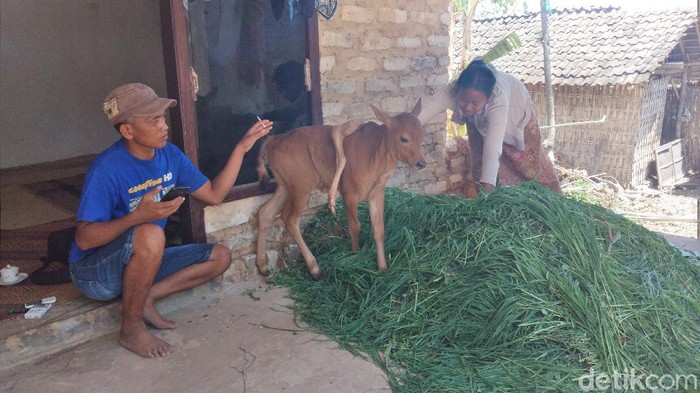 Anak Sapi Berkaki Lima Lahir di Jombang, Banyak Warga Penasaran