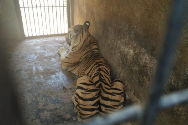 Berat Badan Harimau Maharani Zoo 107 Kg, Ini Penjelasan Dokter