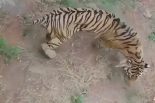 harimau kurus lamongan maharani zoo