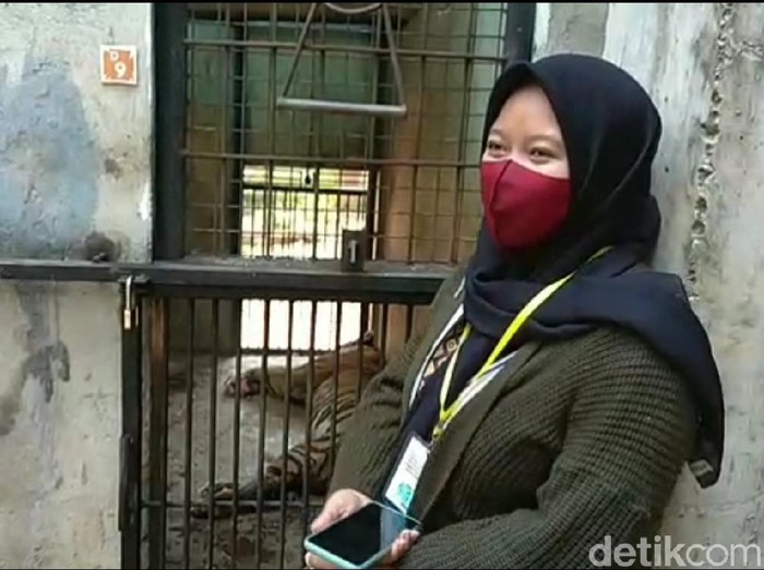 Merasa Bersalah, Pengunggah Video Harimau Kurus Datangi Maharani Zoo untuk Minta Maaf