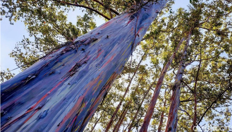 Unik, Ada Hutan Pelangi di Bondowoso yang Tingginya Bisa 25 Meter