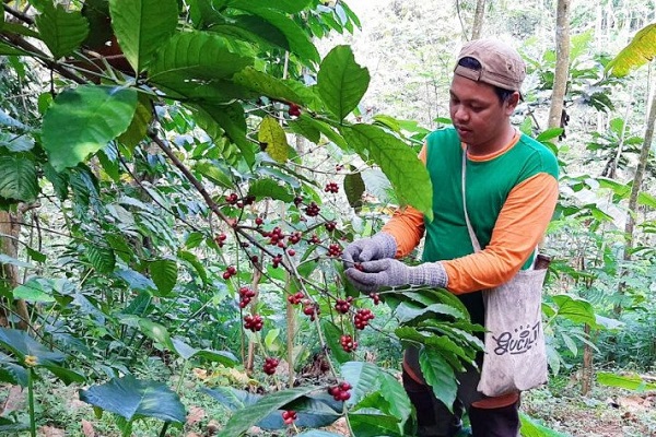 Wow! Kopi Gucialit Lumajang Tembus Pasar Rusia