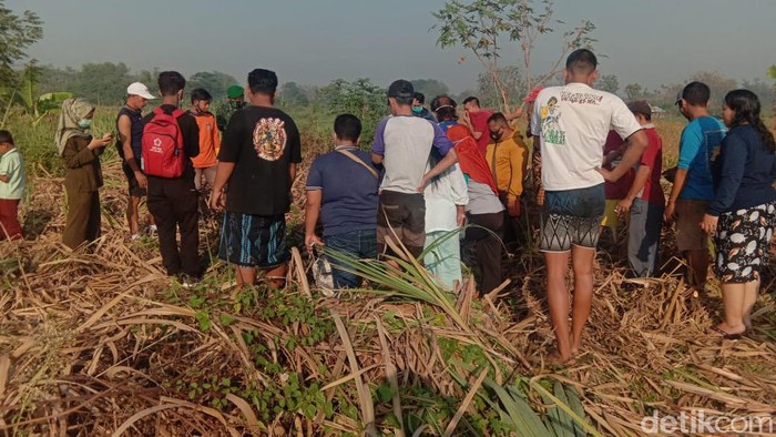 Mayat Wanita Tanpa Identitas Ditemukan di Ladang Tebu Mojokerto, Tinggal Kulit dan Tulang