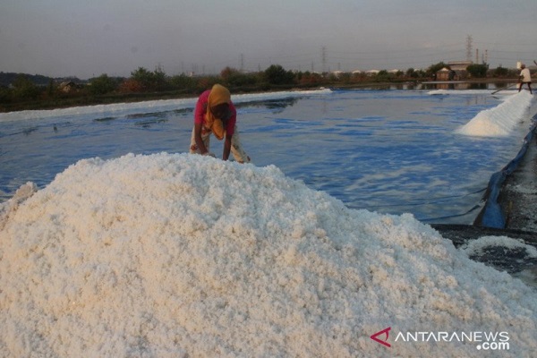 Produksi Garam Jatim Diprediksi Turun, HMPGI Usul HPP Rp1.500/Kg