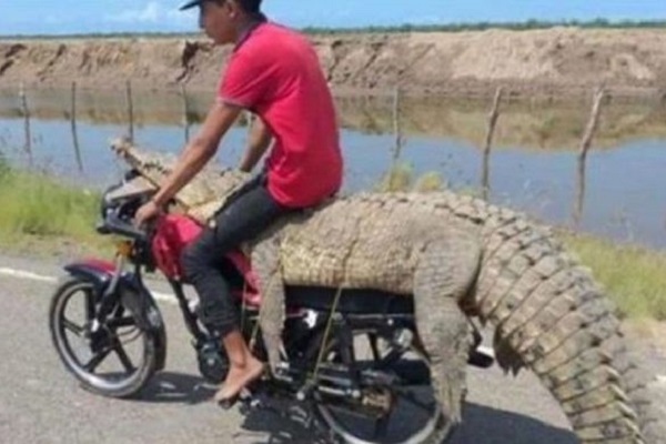 Buaya 3 Meter Diajak Motoran, Pria Meksiko Ini Viral di Indonesia