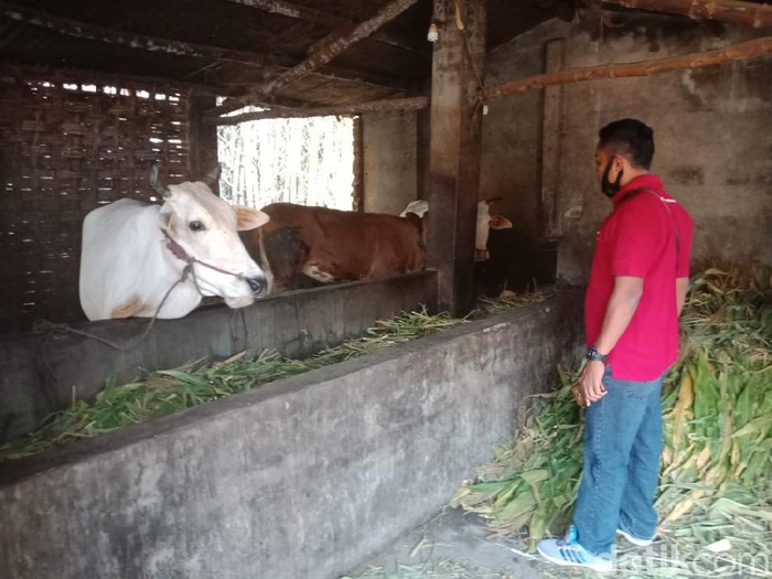 Hanya Semalam, 6 Ekor Sapi Limousin Milik Warga di Jombang Dicuri