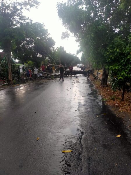 Hujan Pertama, Pohon Tumbang di Madiun Tutup Akses Jalan