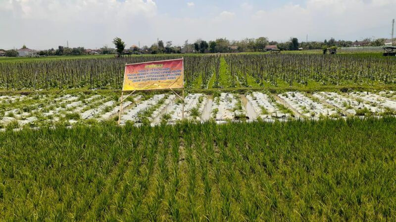 Petani di Madiun Mengeluh Sawahnya Rusak karena Permainan Layangan Aduan