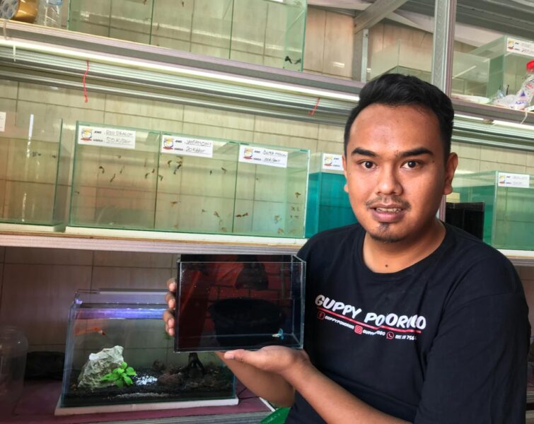 Sukses Berbisnis Ikan Guppy, Pemuda Ini Raup Omzet Hingga Rp15 Juta Sebulan