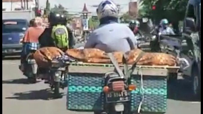 Viral Video Jenazah Ditaruh di Bronjong Sepeda Motor