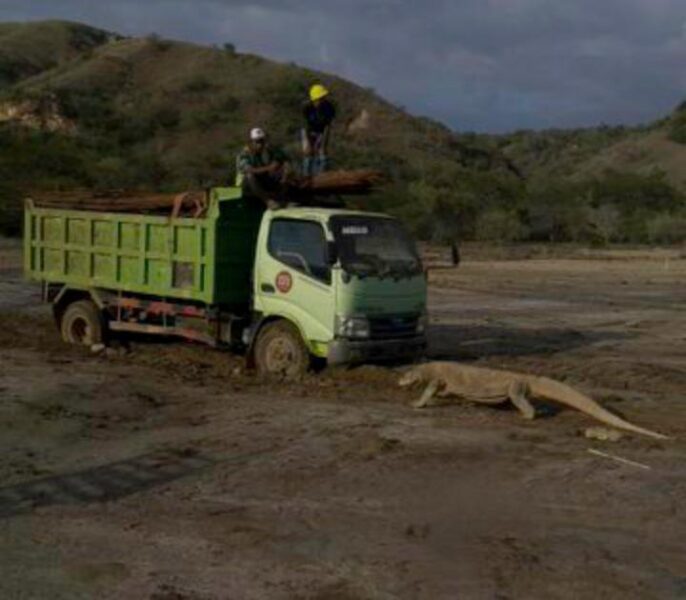 Viral Foto Komodo Mengadang Truk, Berikut Fakta Pulau Komodo yang Jarang Diketahui