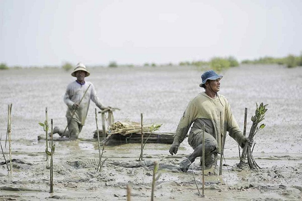 Penanaman Mangrove Sebagai Upaya Pemulihan Ekonomi