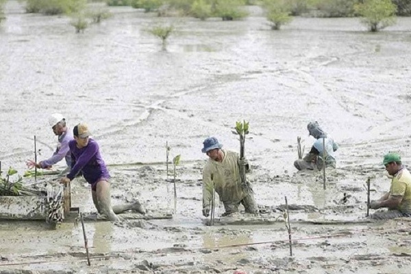 Padat Karya Penanaman Mangrove, Bantu Ekonomi Warga Randuboto