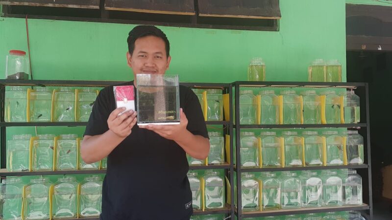 Mantap! Di Madiun, Emas Batangan Dibarter Ikan Cupang Super Gold