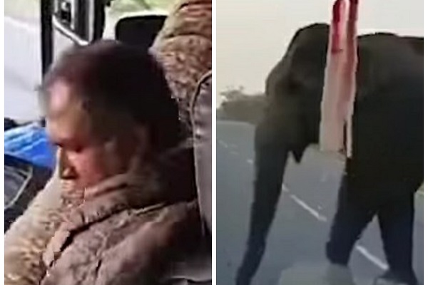 Viral Gajah Begal Bus untuk Mencuri Pisang