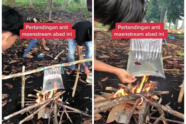 Adu Ikan Cupang di Atas Kobaran Api, Aksi Remaja Ini Tuai Kecaman