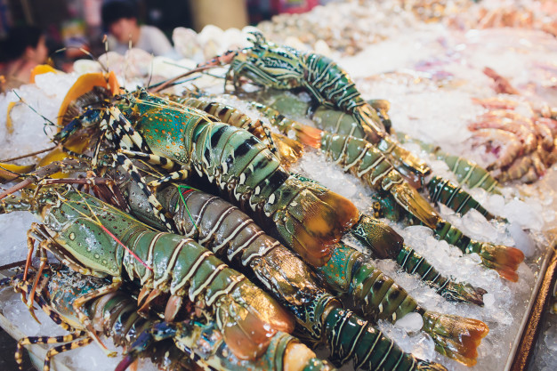 5 Daerah Penghasil Lobster Terbaik di Indonesia