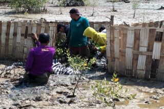 Pelaksanaan program Padat Karya Penanaman Mangrove yang dilakukan BPDASHL Solo (istimewa)