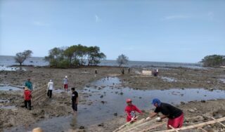 Pelaksanaan program Padat Karya Penanaman Mangrove yang dilakukan BPDASHL Solo (istimewa)