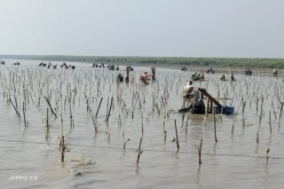 Pelaksanaan program Padat Karya Penanaman Mangrove yang dilakukan BPDASHL Solo (istimewa)