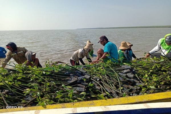 Penanaman Mangrove BPDASHL Solo Diharap Pulihkan Ekosistem Laut