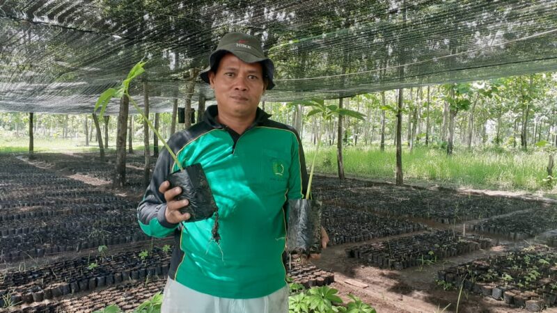 Petani di Madiun Kembangkan Pembenihan Porang Varietas Madiun 1