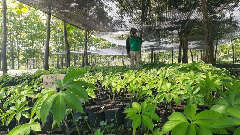 40 Hektare Lahan di Madiun Disiapkan untuk Kebun Benih Porang Varietas Madiun 1