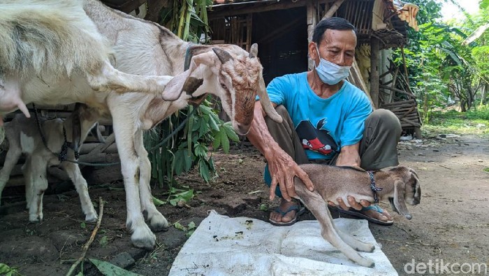 Anak Kambing Berkaki Dua Hebohkan Ponorogo