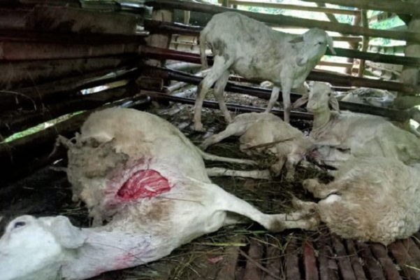 Ngeri! 48 Kambing di Kuningan Mati Misterius