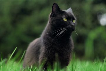 5 Mitos Menyeramkan tentang Kucing, Masih Percaya?