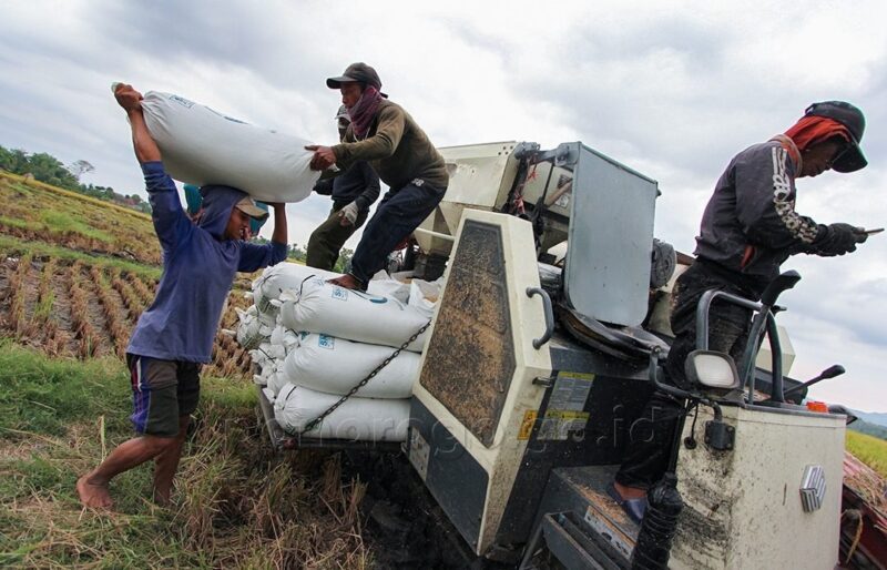 Panen Musim Ketiga, Ponorogo Diprediksi Surplus 17 Ribu Ton Beras