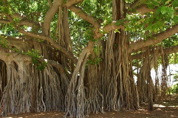 Merinding, 6 Pohon Ini Dipercaya Menjadi Tempat Favorit Makhluk Halus