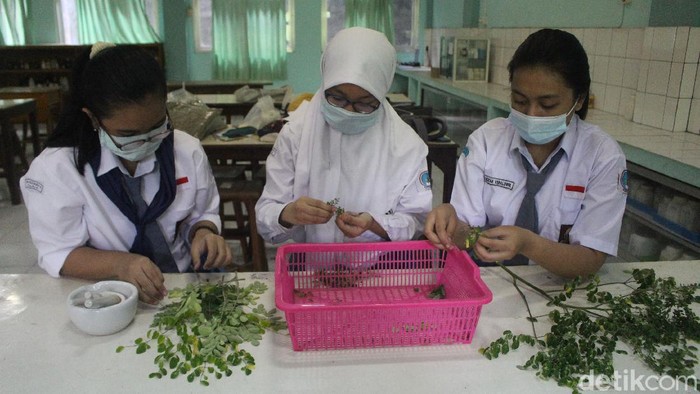 Juara Internasional, SMAN 3 Sidoarjo Ubah Daun Kelor dan Meniran Jadi Minuman Peningkat Imun