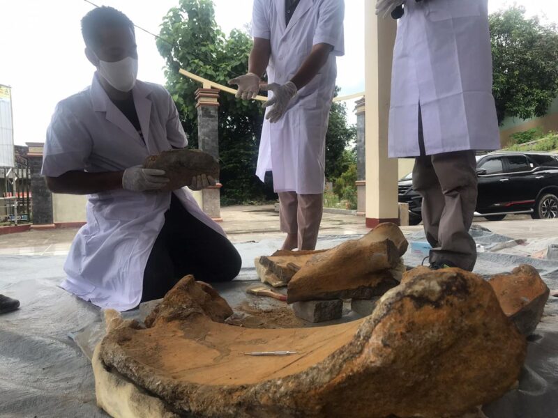 BPSMP Sangiran Identifikasi Fosil Gajah Purba di Madiun