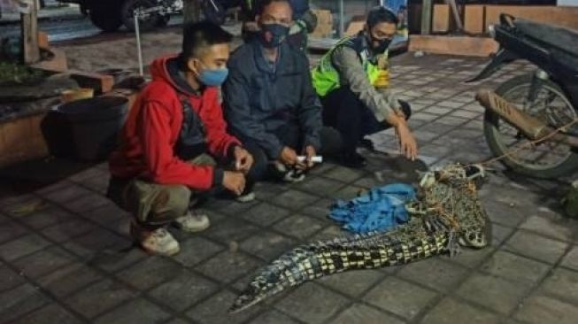 Bikin Gempar, Buaya 2 Meter Ditangkap Warga Sidoarjo