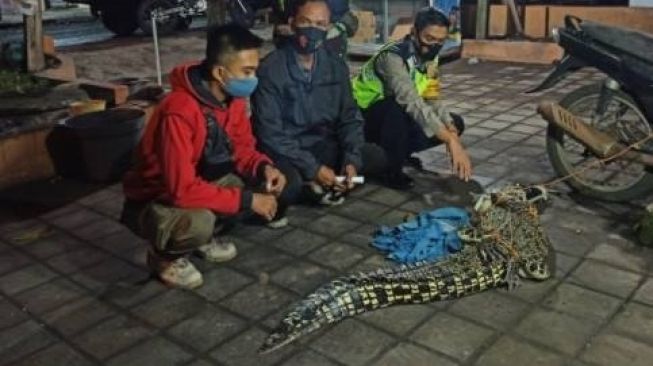 Bikin Gempar, Buaya 2 Meter Ditangkap Warga Sidoarjo  