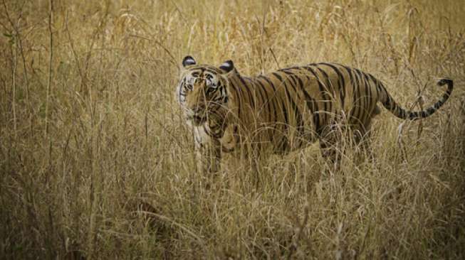 Tulungagung Geger, Harimau Terlihat di Lereng Gunung Wilis