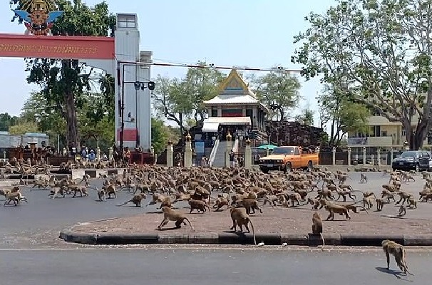 Dampak Pandemi Covid-19, Ratusan Monyet di Thailand Berebut Sepotong Pisang