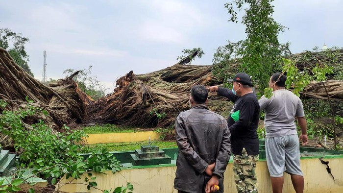 Lumajang Hujan Deras, Beringin di Alun-Alun Tumbang Terbelah Tiga