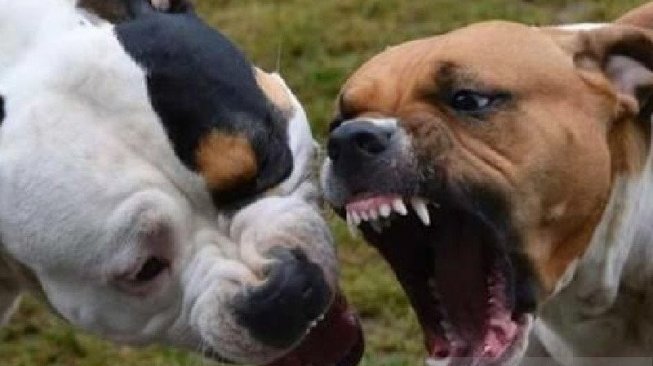 Geger Anjing Liar Serang Hewan Ternak di Bondowoso