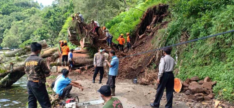 Hujan Deras, Pohon Karet Berusia 100 Tahun di Telaga Ngebel Tumbang