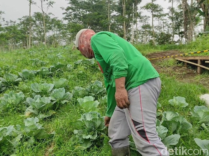 440 Hektare Lahan Pertanian Terdampak Erupsi Gunung Raung, Stok Pangan Aman