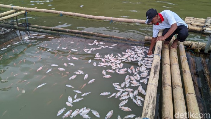 Ribuan Ikan Siap Panen di Ponorogo Mati Keracunan Belerang