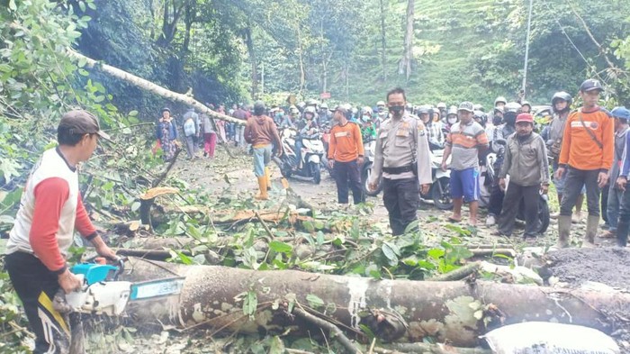 Longsor dan Pohon Tumbang, Jember-Banyuwangi Buka Tutup di Gumitir