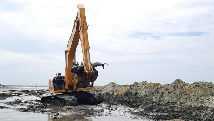 Puluhan Bangkai Paus yang Terdampar Dikubur di Bibir Pantai Bangkalan