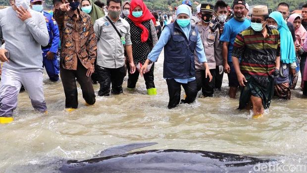 49 Paus Pilot Terdampar di Pantai Bangkalan, Hanya 3 Ekor yang Hidup