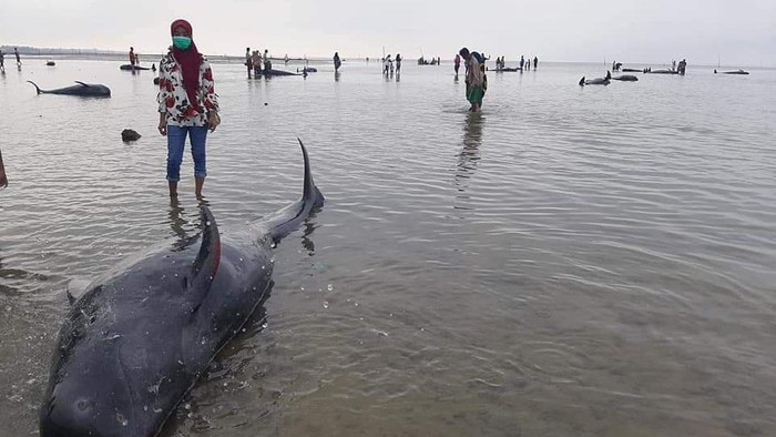 Puluhan Paus Terdampar di Pantai Bangkalan