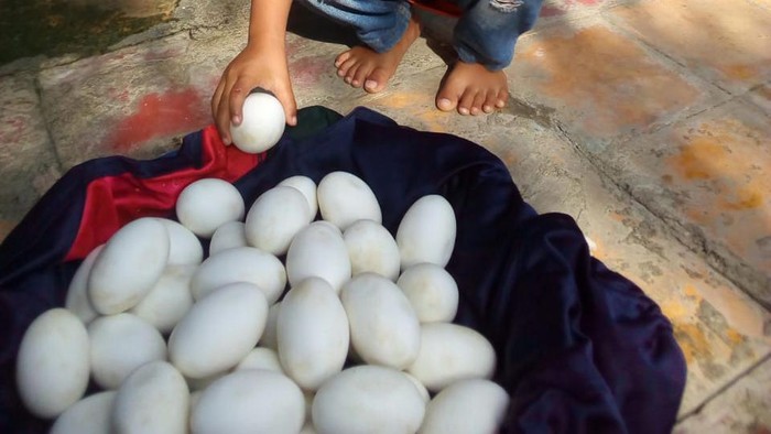 Dikira Telur Buaya, Temuan di Tepi Bengawan Solo Lamongan Ternyata Telur Biawak