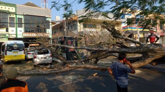 Alat Kehabisan Baterai, Pohon Tumbang di Malang Tak Terdeteksi